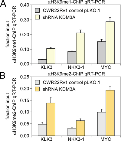 Detection of histone demethylase events by ChIP-qRT-PCR due to KDM3A activity in target genes involved in the androgen response.