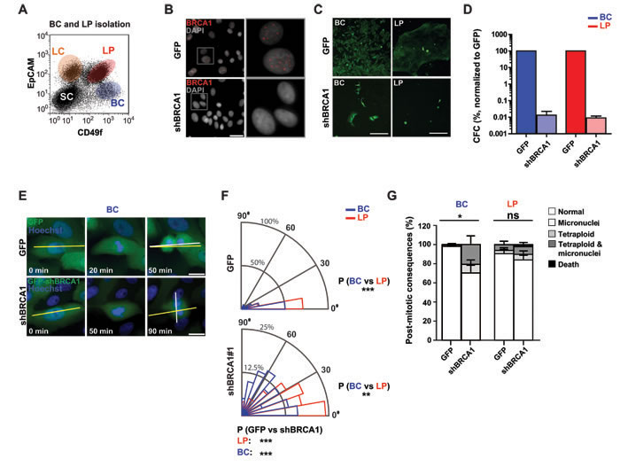 BRCA1 suppression disrupts the division axis in human mammary LPs and BCs isolated from non-disease human mammary tissue.