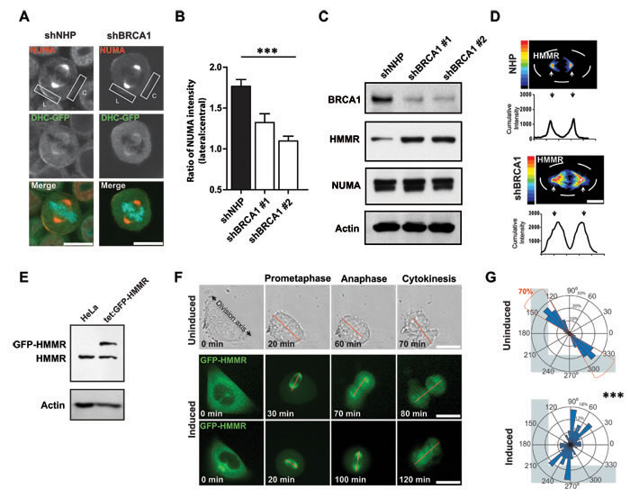 BRCA1 establishes cortical asymmetry of dynein motor complexes.