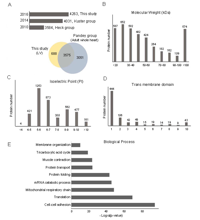 Physico-chemical and biological function analyses of LV proteome.