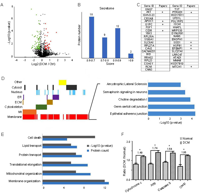 GO analysis of proteins differentially expressed in end-stage DCM LV compared to normal LV.