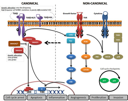 Canonical and non-canonical TGF-&#x3b2; pathways.