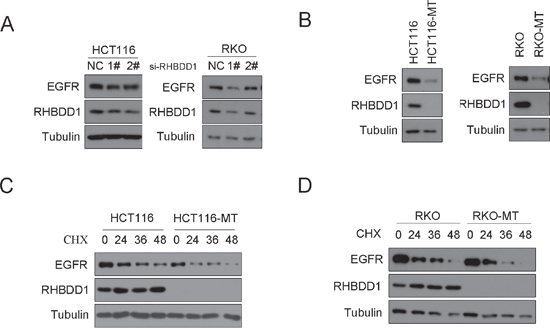 RHBDD1 attenuation decreases EGFR protein expression.