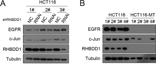 The effect of RHBDD1 on EGFR and c-Jun expression in vivo.