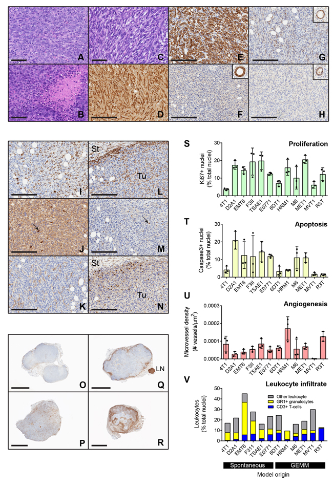 Histologic and immunohistochemical characterization of transplantable mouse mammary tumors.