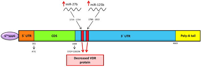 Schematic representation of human VDR mRNA with miRNAs binding sites at 3&acute;-UTR.