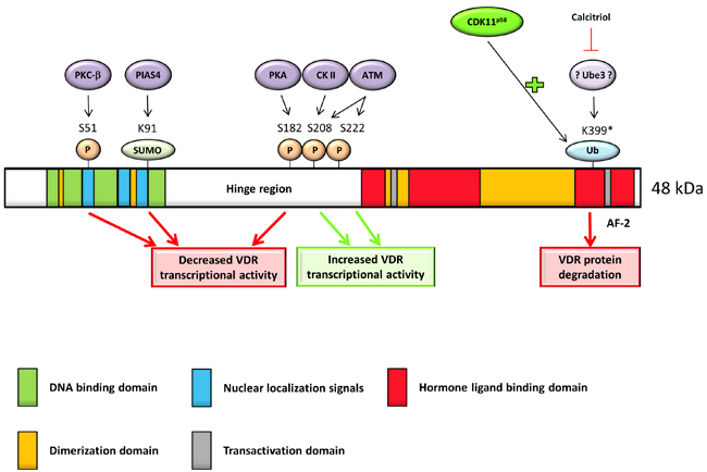 Full length VDR protein has five main parts essential for its function: DNA binding domain allows DNA binding; nuclear localization signals direct the receptor into the nucleus; hormone/ligand-binding domain allows ligand binding; dimerization domain is necessary for heterodimerization with RXR and transactivation domain interacts with coactivators.