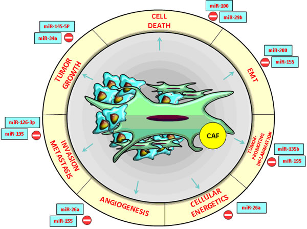 CRC and HCC- associated microRNAs with an essential impact on the functions of cancer- associated fibroblasts (CAFs) in the tumor microenvironment.