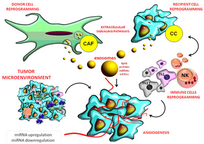 Role of miRNAs in the complex interactions between the tumor and stromal cells in its micro-environment.