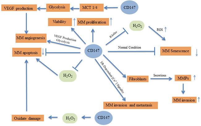 Molecular pathways of CD147 in malignant melanoma.