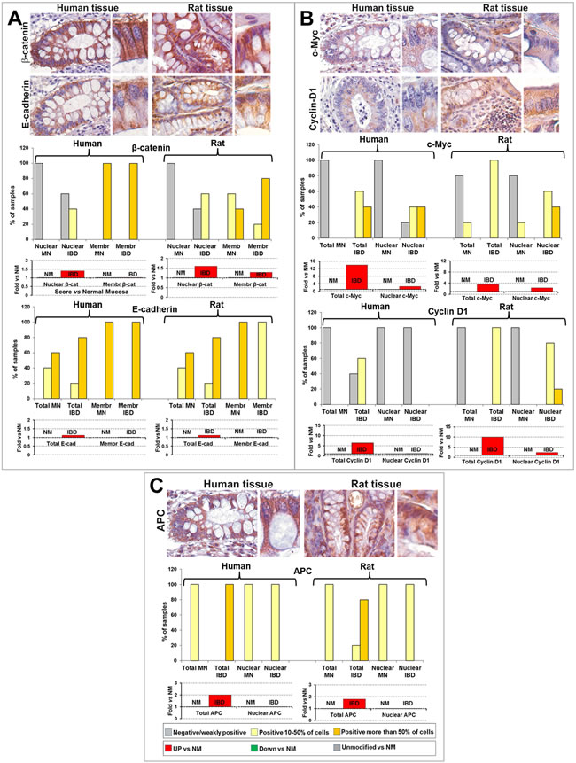 Comparative analysis of expression and subcellular localization of &#x3b2;-catenin and E-cadherin (A), c-Myc and Cyclin-D1 (B) and of APC (C) in IBD from humans and rats.
