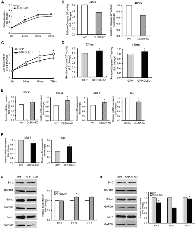 DLEU1 downregulates cell proliferation and upregulates caspase-dependent apoptosis.