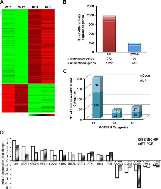 Gene expression patterns in DLEU1-KD vs WT.