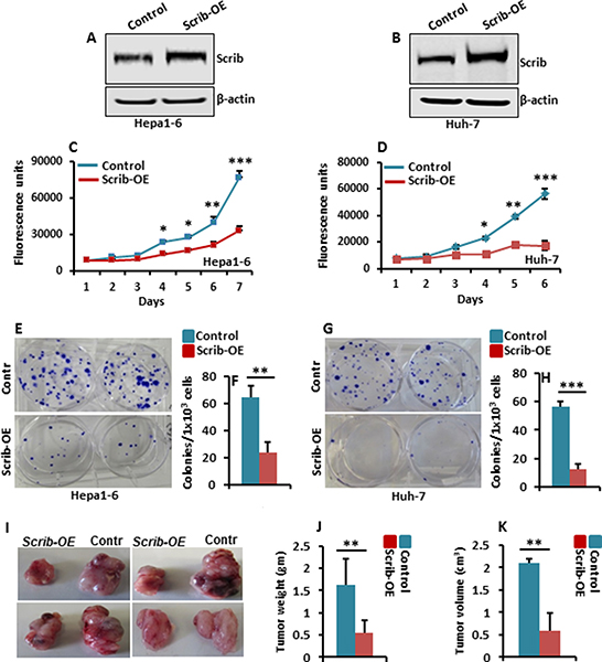Scrib-OE suppresses HCC cell growth.