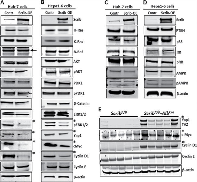Downregulation of Yap1, c-Myc and cyclin D1 in response to Scrib-OE.