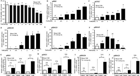 Increased expression of AMP mRNA in porcine kidney cells following NaB.