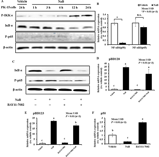 NF-&#x03BA;B pathway plays an important role, while AMP expressionwas ameliorated by NaB in PK-15 cells.