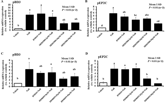 Effect of MAPK inhibitors on the up-regulation of NaB-mediated pBD3 and pEP2C expression.