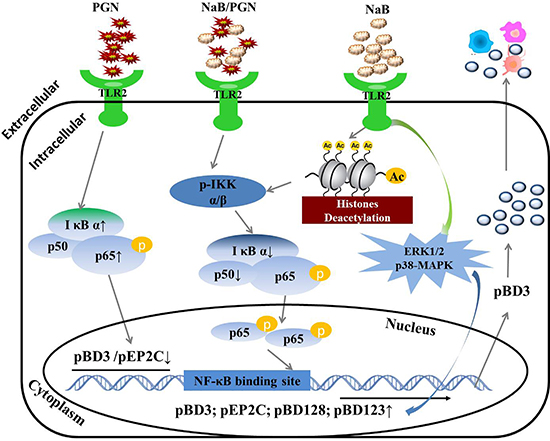 Regulatory mechanism of AMP gene expression induced by NaB in porcine kidney cells.