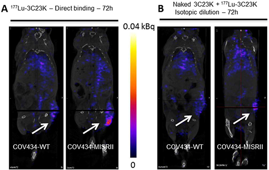SPECT/CT imaging of COV434-MISRII and COV434-WT cell-derived xenografts in nude mice.
