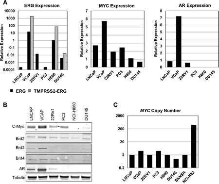 Expression of various driver oncogenes in prostate cancer cell lines.