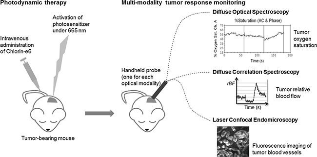 Schematic summary of the multi-modality approach used to monitor tumor response following Ce6-mediated PDT.