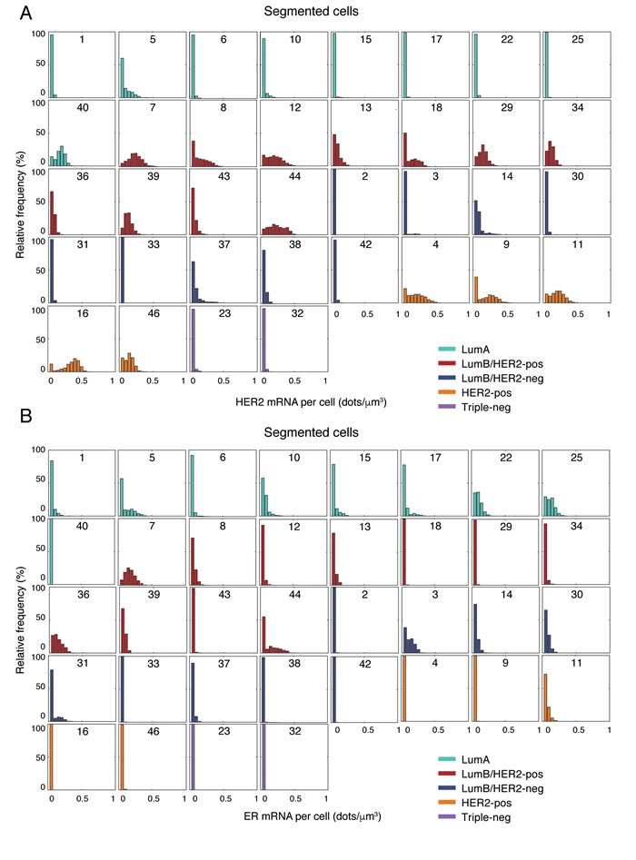 HER2 and ER gene expression in single cells.