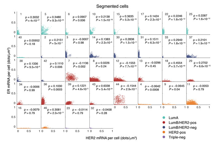 Single-cell correlation between HER2 and ER mRNA density in all the 36 segmented tumors grouped by molecular subtype.