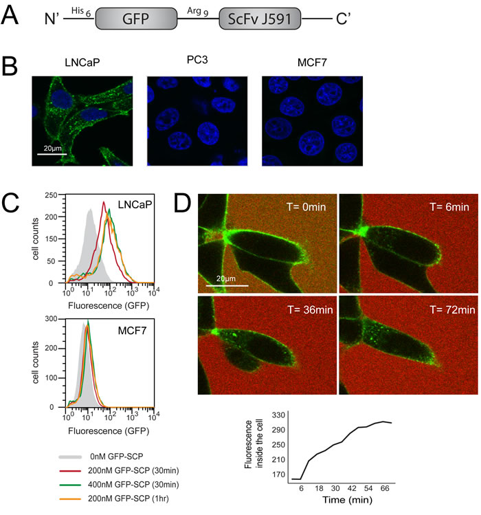 GFP-SCP binds and selectively internalizes into PSMA-overexpressing cells.