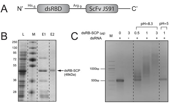 Design, expression and purification of dsRB-SCP.