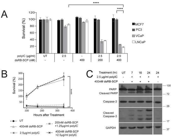 dsRB-SCP/polyIC selectively induces apoptosis of PSMA-overexpressing cells.