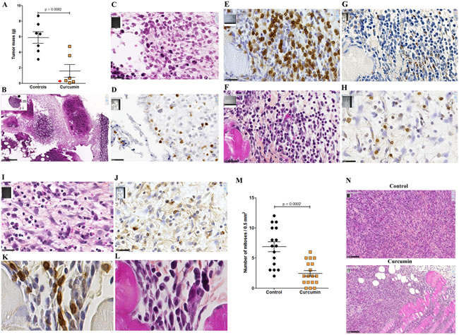 Reduction of tumor mass and presence of clusters of CD8+ T cells associated with residual tumors (Experiment E3).