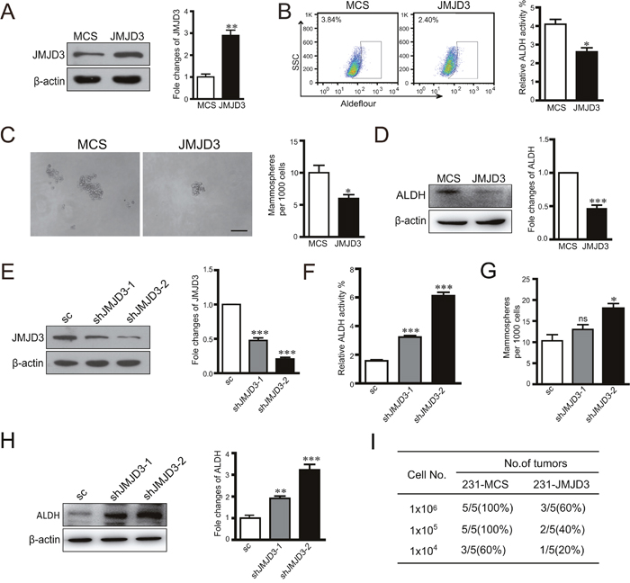 Overexpression of JMJD3 suppresses while silencing down of JMJD3 promotes stem cell-like characteristics in MDA-MB-231 cells.