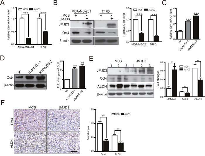 Overexpression of JMJD3 suppresses while silencing down of JMJD3 promotes Oct4 expression in vitro and in vivo.