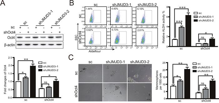Oct4 rescues the promotion of stem cell-like characteristics induced by knockdown of JMJD3.