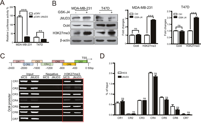 Effect of JMJD3 on the expression of Oct4 independently of its demethylase activity.