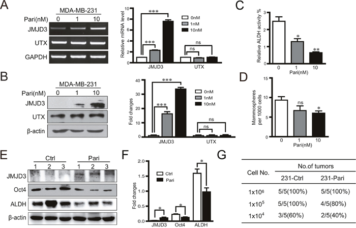 Vitamin D analogue paricalcitol induces JMJD3 and suppresses Oct4 and stem cell-like characteristics in MDA-MB-231 cells in vitro.