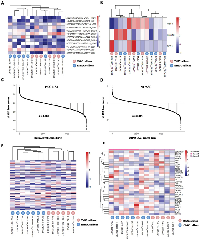 Essentialness evaluation of core TFs and their co-targeted genes in TNBCac pattern in breast cancer.