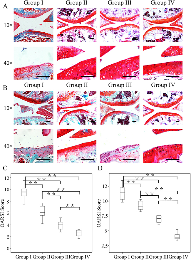 Efficacy of the combination of crizotinib-loaded chitosan microspheres and GelHA hydrogel as a treatment for OA.