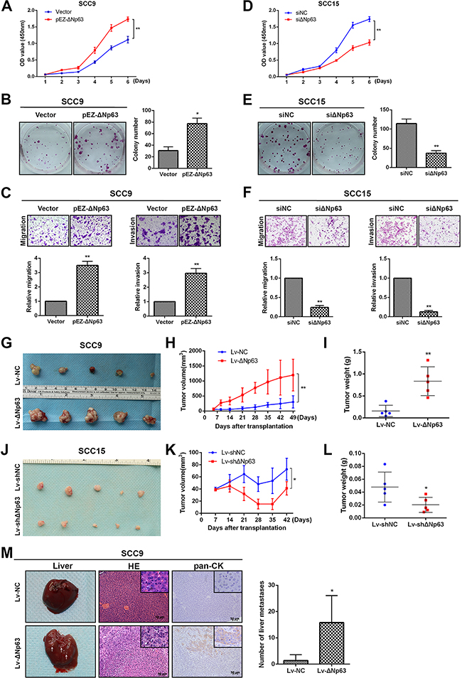 &#x0394;Np63 promotes OSCC growth and metastasis in vitro and in vivo.