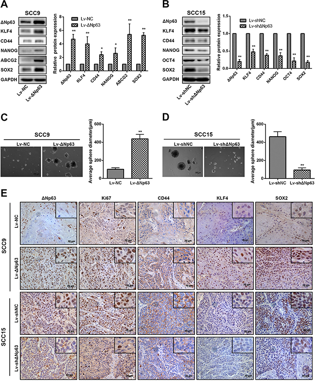 &#x0394;Np63 promotes stem-like cell properties in OSCC cells.