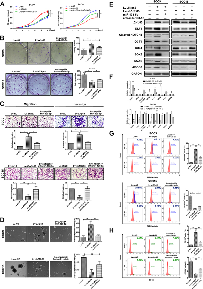 &#x0394;Np63 promotes tumor growth, metastasis, and stemness by downregulating miR-138-5p.