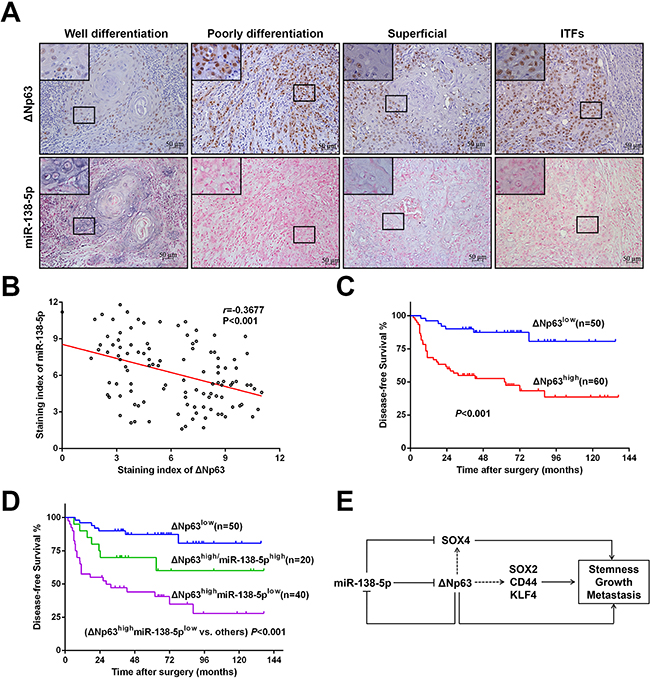 A negative correlation between &#x0394;Np63 and miR-138-5p in primary OSCC tissues.