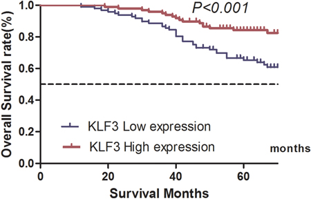 Correlation between Kruppel-like factor 3 (KLF3) mRNA expression and overall survival of patients with colorectal cancer in the validation database.