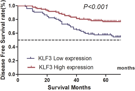 Kaplan&#x2013;Meier estimates of disease-free survival of patients with colorectal cancer with different expression levels of Kruppel-like factor 3 (KLF3) mRNA levels.