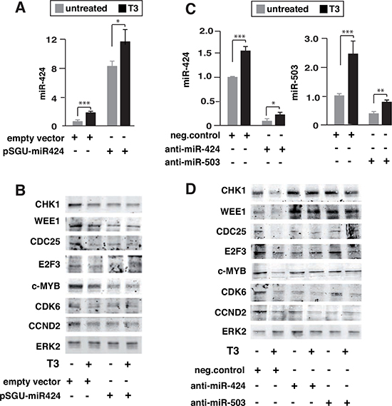 Influence of miR-424 expression and miR-424 and miR-503 depletion on the effect of T3 on target proteins.