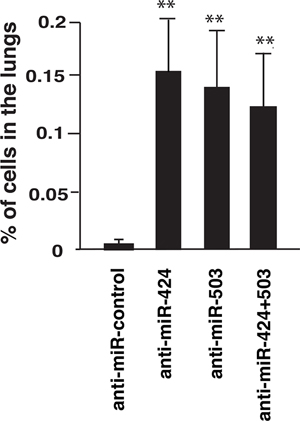 Depletion of miRNAs 424 and 503 enhances extravasation in vivo.