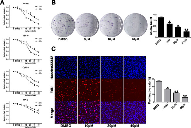 Apigenin inhibits ACHN, 786-0, and Caki-1 cell proliferation.