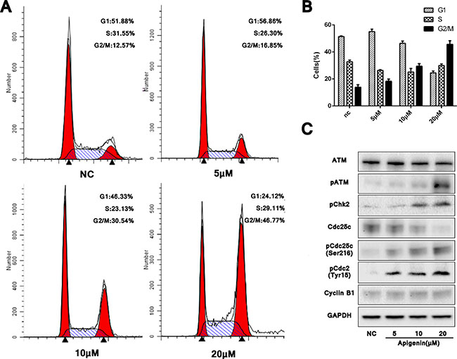 Apigenin causes G2/M phase cell cycle arrest and modulates cell cycle factors through ATM signaling.