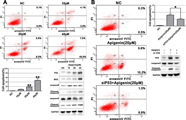 Apigenin induces ACHN cell apoptosis, and p53 knockdown partially rescues this effect.